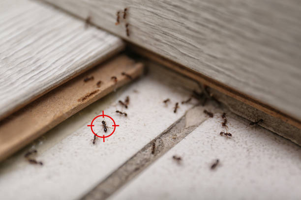 Best Wildlife Control Services  in Shoh, IL