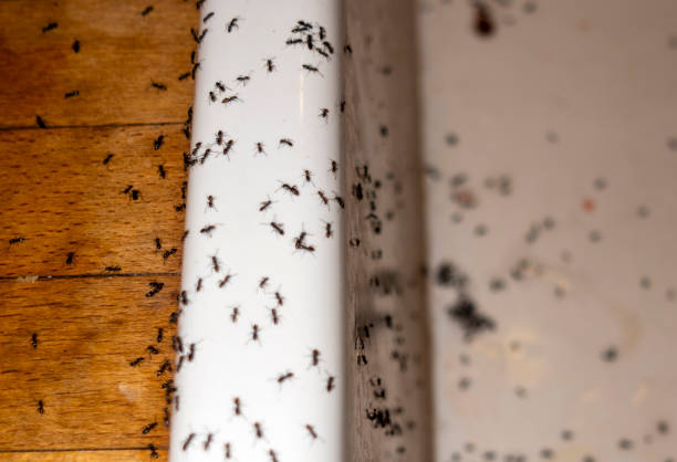 Best Commercial Pest Control Services  in Shoh, IL