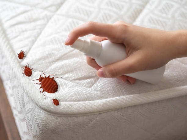 Reliable Shiloh, IL Pest Control Solutions