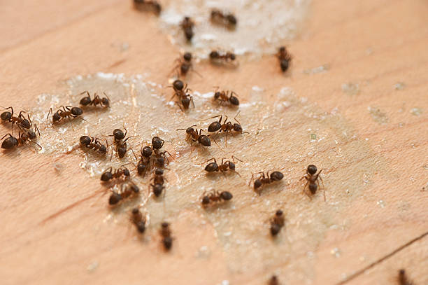 Best Best Pest Control Companies  in Shoh, IL